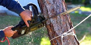 Best Arborist Consultation Services  in Fanning Springs, FL